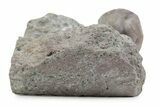 Bargain, Enrolled Nileus Armadillo Trilobite - Russia #363240-2